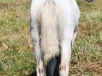 Stute, Quarter Horse — Foto 6