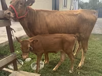 Cow, Cattle — photo 2