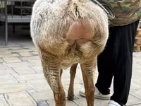 Қой, Arashan sheep — 6-сурет