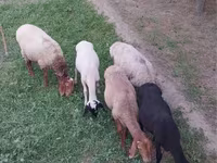 公羊, Sheep — 照片 4