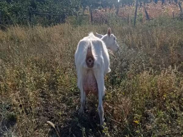 Ешкі, Ешкілер