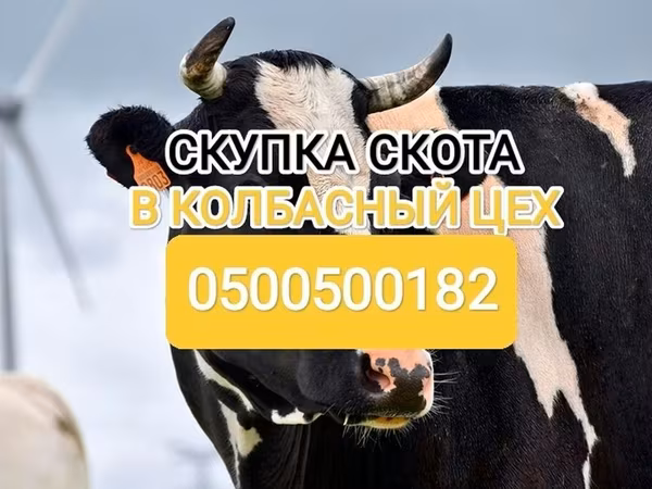 Бұқа, Голштин тұқымы — Қырғызстан