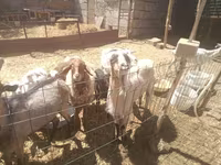 Cabro, Cabras — foto 3