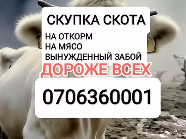 Сиыр, Ірі қара