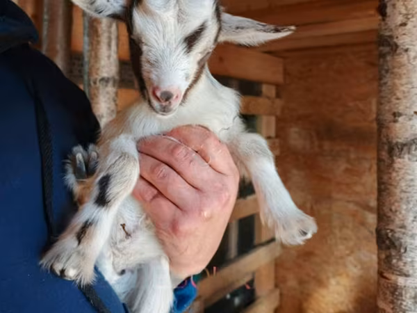 बकरी, Australian Miniature goats — रूस