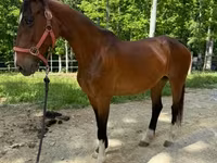 Бие, Dutch warmblood horse — 6-сурет