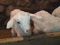 公山羊, Saanen goat — 照片 7