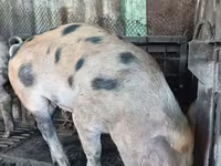 Boar, Глостерская пятнистая — photo 3