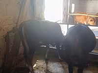 Vaca, Raza Alatau — foto 1