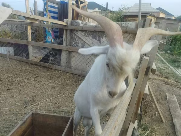 Теке, Saanen goat — Қазақстан