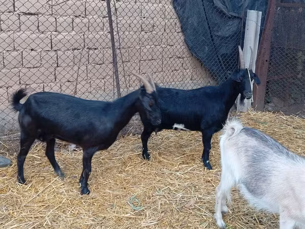 تيس, Saanen goat