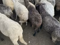 نعجة, الأغنام — الصورة 4