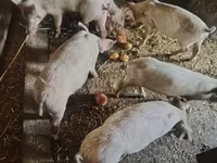 Eber, Schweine — Foto 3