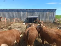 Toro, Hereford — foto 1