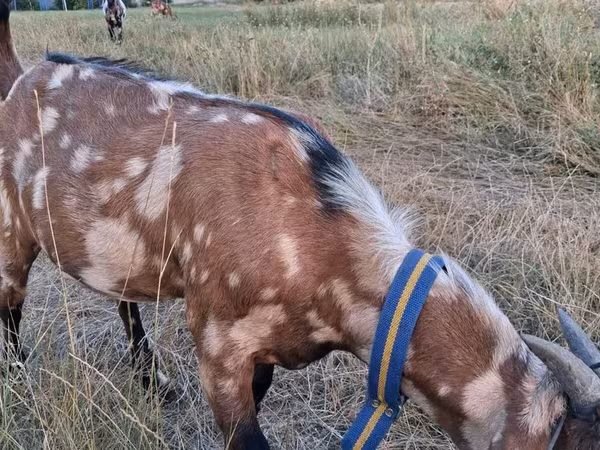 बकरा, Nubian Goat