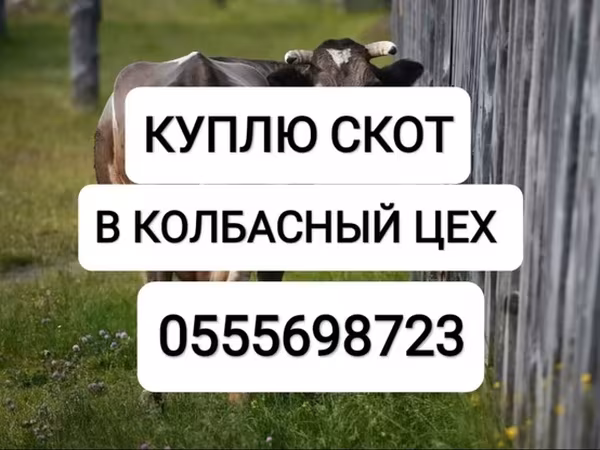 Бұқа, Ірі қара