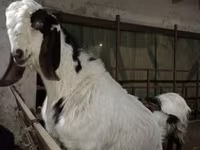 تيس, Beetal goats — الصورة 1