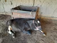 Cow, Cattle — photo 2