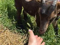 母山羊, Nubian Goat — 照片 3