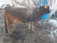 بقرة, Swiss cattle — الصورة 6