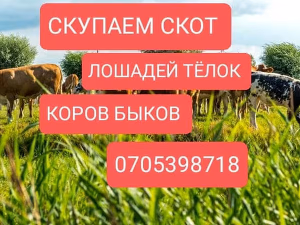 Бұқа, Ірі қара — Қырғызстан