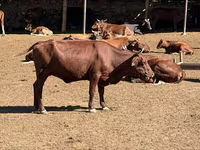 Сиыр, Latvian Blue cattle — 2-сурет