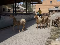 Қой, Arashan sheep — 7-сурет