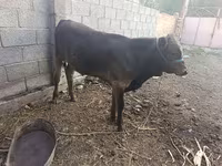 Бұқа, Ірі қара — 2-сурет