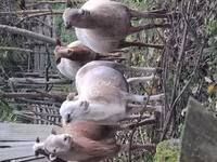 मेढ़ा, Katum sheep — फ़ोटो 3