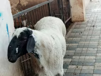 मेढ़ा, भेड़ — फ़ोटो 1