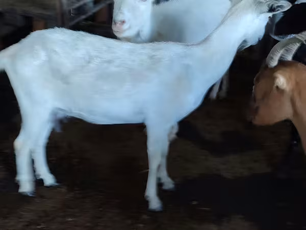 बकरी, Saanen goat