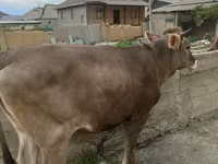 Сиыр, Swiss cattle — 2-сурет