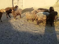 Sheep, Sheep — photo 1