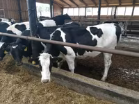 بقرة, Swiss cattle — الصورة 2