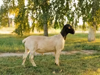 Widder, Dorper sheep — Foto 1