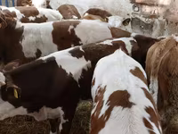Bulle, Simmental cattle — Foto 4