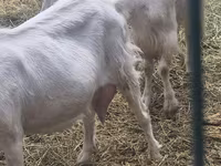 Goat, Saanen goat — photo 2