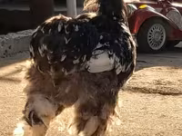 कोचीन — फ़ोटो 5