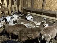 Widder, Katum sheep — Foto 3
