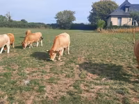 Сиыр, Aubrac cattle — 7-сурет