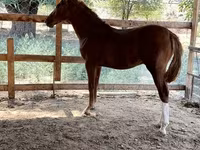 Horse (M), Horses — photo 1