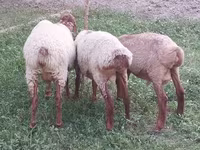公羊, Sheep — 照片 8