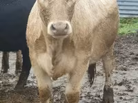 सांड, Yaroslavl cattle — फ़ोटो 2