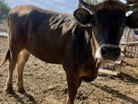 गाय, Swiss cattle — फ़ोटो 1
