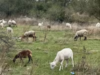 Sheep, Katum sheep — photo 4