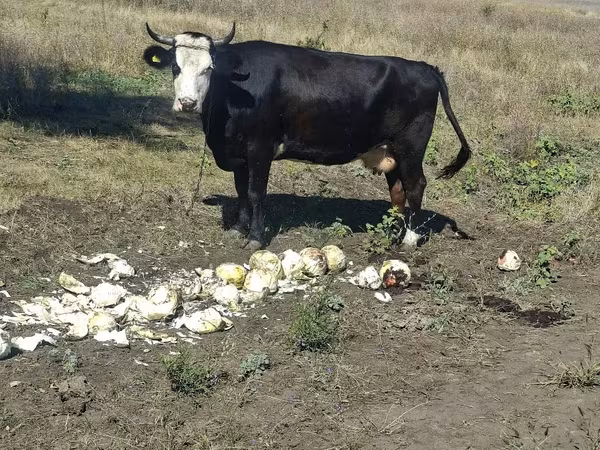 Vaca, Ganado vacuno