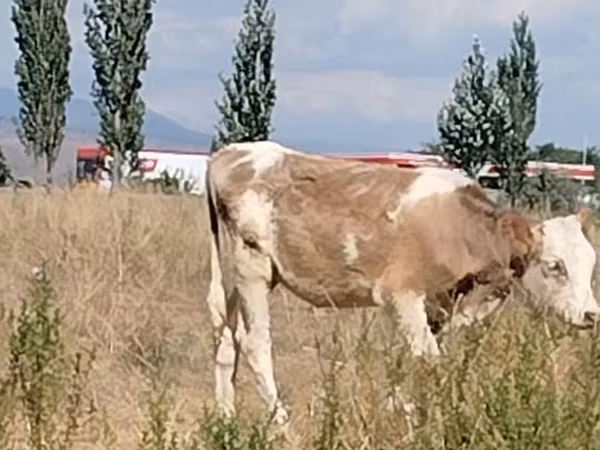 母牛, Red Estonian cattle