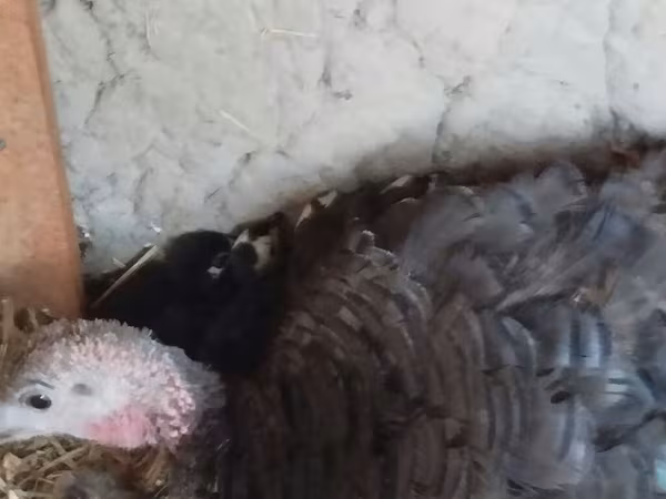 Turkeys — Қырғызстан