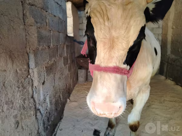 Бұқа, Russian Black pied cattle