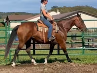 Stute, Quarter Horse — Foto 2